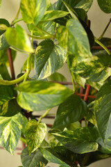 golden pothos plant in the pot