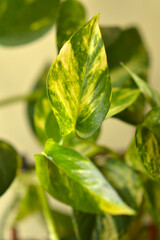 golden pothos plant in the pot
