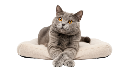 Isolated Scottish Cat on Pillow