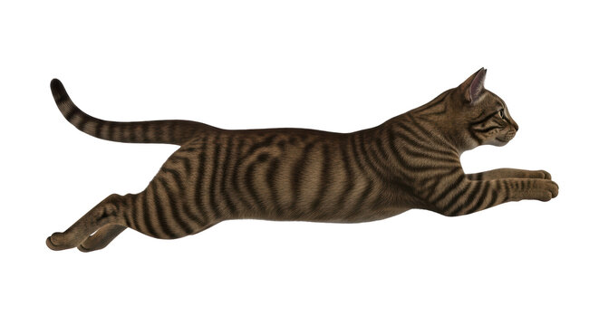 Isolated Leaping Tabby Cat