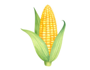 Obraz premium Watercolor Golden Maize: A vivid illustration of a single, ripe corn cob, showcasing its vibrant yellow kernels nestled within lush green husks. A symbol of harvest bounty and natural abundance.