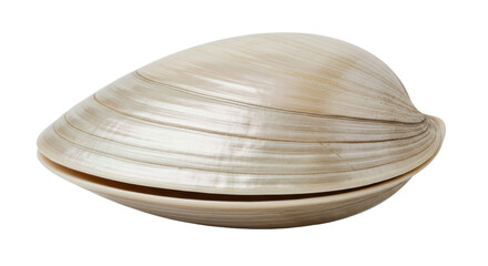 Isolated Clam