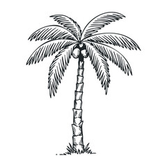 Obraz premium Hand-drawn palm tree with coconuts and detailed fronds illustration in black and white. Vector illustration