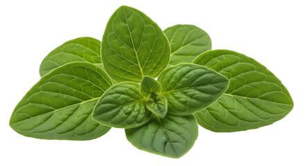 Isolated Oregano Herb