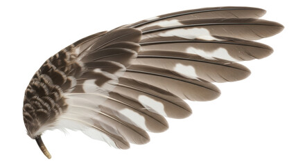 Isolated Bird Wing