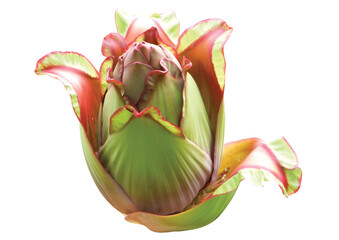 Ensete superbum banana flower isolated on white background.