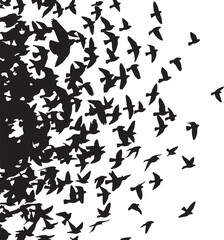 Flock of birds in flight flying migration