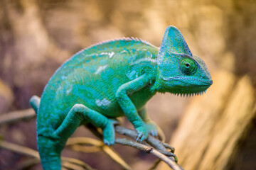 Obraz premium Chameleon on a branch in a terrarium. Chamaeleo calyptratus, Aquarium de Touraine, Touraine, Indre et Loire 37, région Centre Val de Loire, France, European Union, Europe