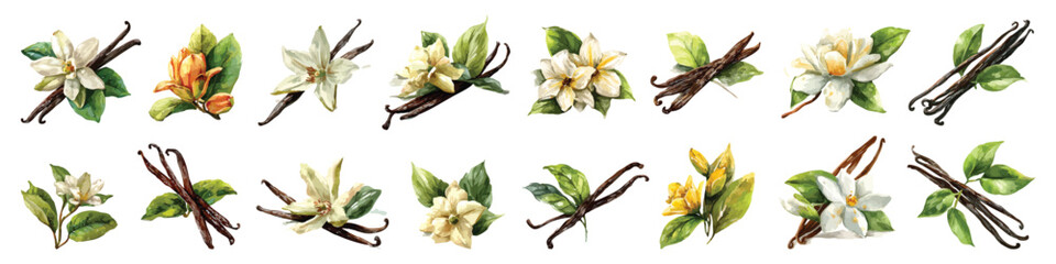 Set watercolor of vanilla flower pod aromatic essence spice isolated on transparent background