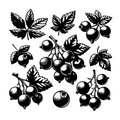 Illustration of black currant berries and leaves in a vintage style monochrome black and white drawing