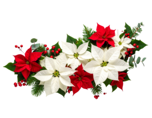  Red Berry and White Poinsettia Cluster with Pine Sprigs, Diagonal Flow, Isolated on White