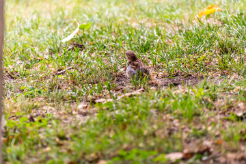 Passer domesticus pertenece a la familia de Passeridae.