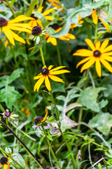 Rudbeckia fulgida pertenece a la familia de Asteraceae.
