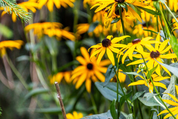 Rudbeckia fulgida pertenece a la familia de Asteraceae.