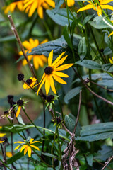 Rudbeckia fulgida pertenece a la familia de Asteraceae.