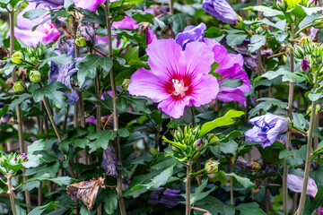 Hibiscus syriacus pertenece a la familia de Malvaceae.