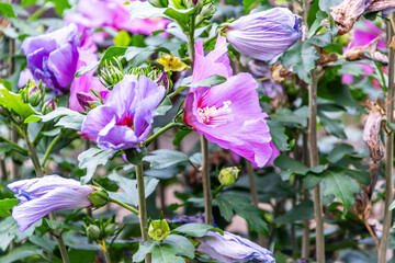 Hibiscus syriacus pertenece a la familia de Malvaceae.