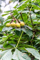 Castanea sativa pertenece a la familia de Fagaceae.