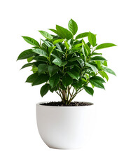 Realistic house plant in white ceramic pot, isolated on a transparent background