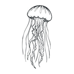 Black and white jellyfish sketch with flowing tentacles. Vector illustration