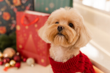 Maltipoo dog wearing a Santa hat and a red sweater with New Year's gifts
