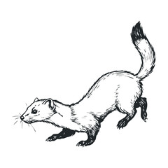 Black and white illustration of a playful weasel in motion with bushy tail. Vector illustration