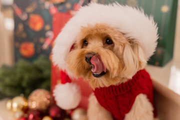 Maltipoo dog wearing a Santa hat and a red sweater with New Year's gifts