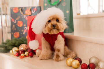 Maltipoo dog wearing a Santa hat and a red sweater with New Year's gifts