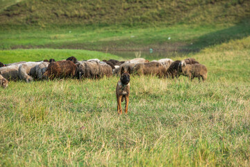 Beautiful landscape with beautiful rural nature during summer in the Republic of Moldova.