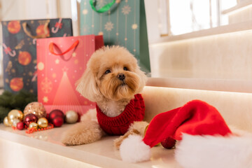 Maltipoo dog wearing a Santa hat and a red sweater with New Year's gifts