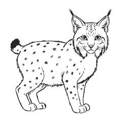 Obraz premium Black and white lynx drawing with detailed fur and expressive eyes. Vector illustration