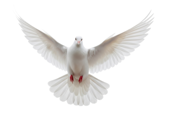 A pristine transparent dove with immaculately detailed feathers and vibrant red feet, gracefully in mid-flight with wings spread, looking forward against a clean white background with copy space,
