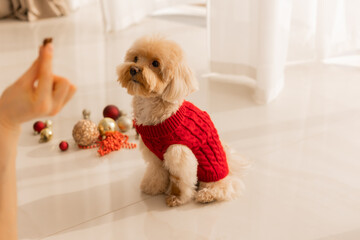 Maltipoo dog wearing a Santa hat and a red sweater with New Year's gifts