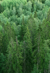 Green spruce forest seen from above © Anterovium