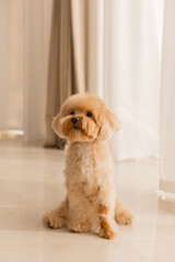 Maltipu's dog at home