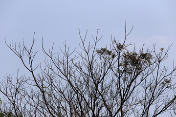 Fototapeta premium Bare Tree Branches Against a Clear Blue Sky on a Sunny Day