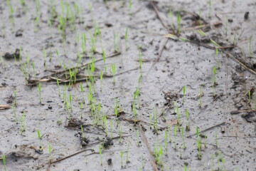 Fresh green sprouts rice from the wet soil.