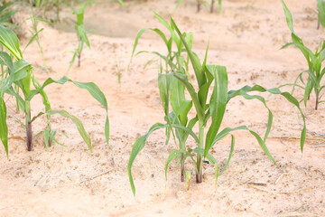 Young Corn Plants Growing in Sandy Soil Under Bright Sunlight
