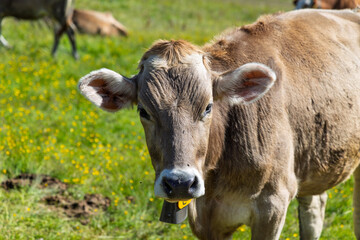 Cows grazing in the Dolomites in Italy