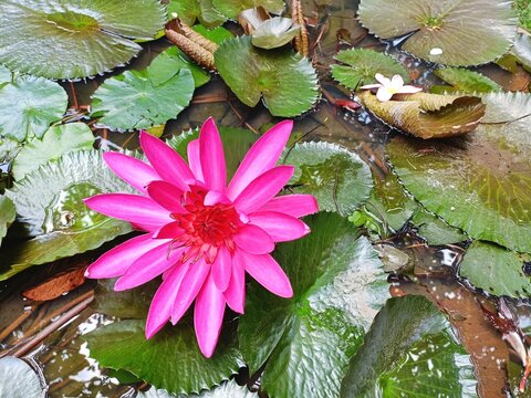 Bright pink lotus blossom and green water lily pads in a tropical pond