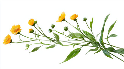 Vibrant watercolor botanical illustration featuring yellow flowers and green leaves, showcasing nature beauty