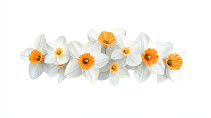 Beautiful watercolor botanical illustration of white and orange daffodils, showcasing their delicate petals and vibrant colors