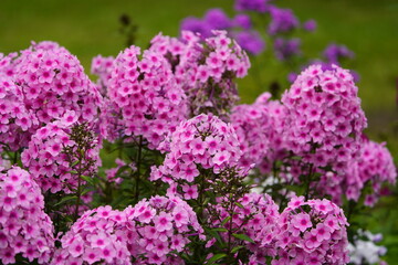 Phlox paniculata pink, Botanical School Garden Hannover, Germany.
