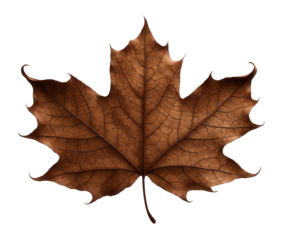 Brown decaying maple leaf with cracked surface and curled tips