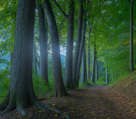 Fototapeta premium Tall trees line a forest path with fallen leaves trail