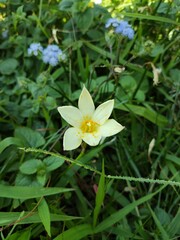 close up photo beautiful white petal flower with yellow color on the middle