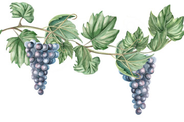 Seamless border with grapevine. Isolated watercolor illustration in realistic style for decorating kitchen textiles, tableware, interior design, printing on posters for the harvest festival, Wine Day.