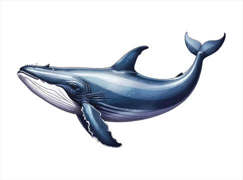 Whale Vector Design
