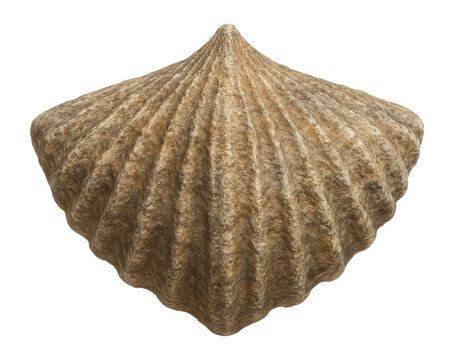 Rhynchonellid brachiopod with strongly ribbed shell and triangular profile