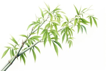 Fototapeta premium Bamboo tree plant white background freshness.